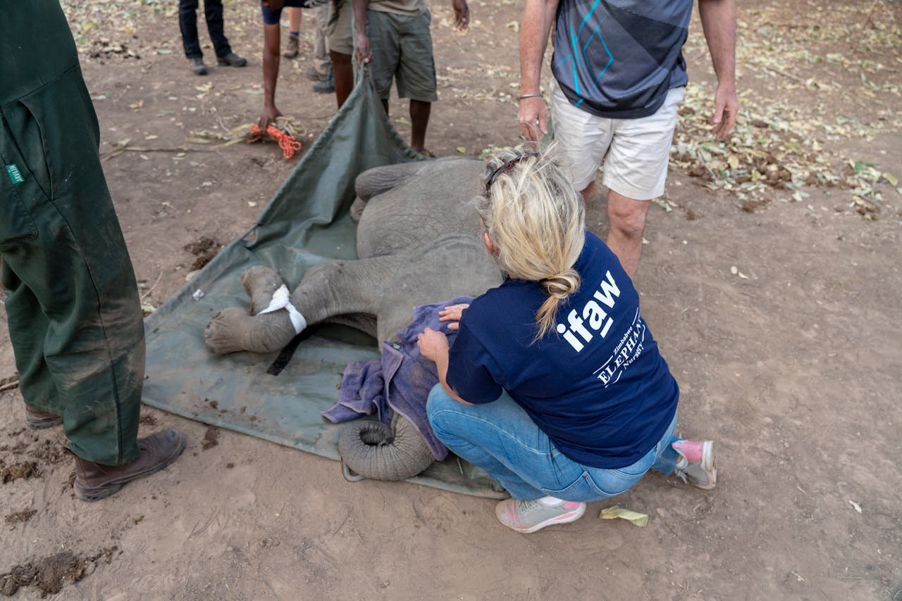 Mastering the First Impression: Your intriguing post title goes here Dedicated team rescuing a baby elephant in Zimbabwe. Compassionate wildlife conservation efforts at work.