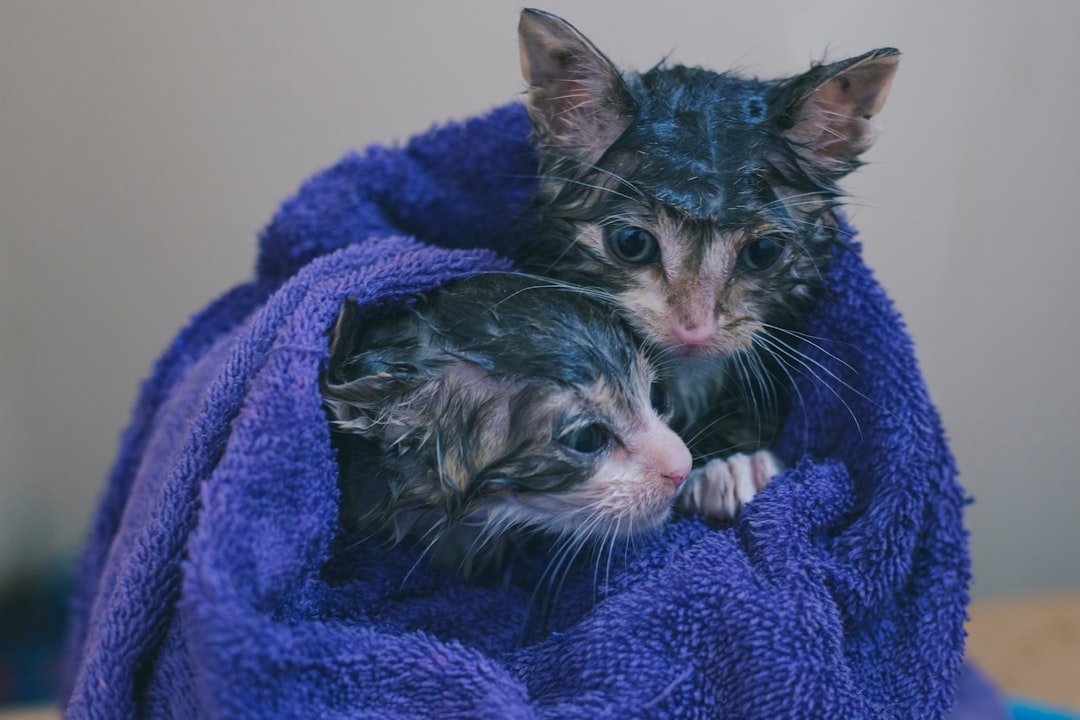 Washed kittens