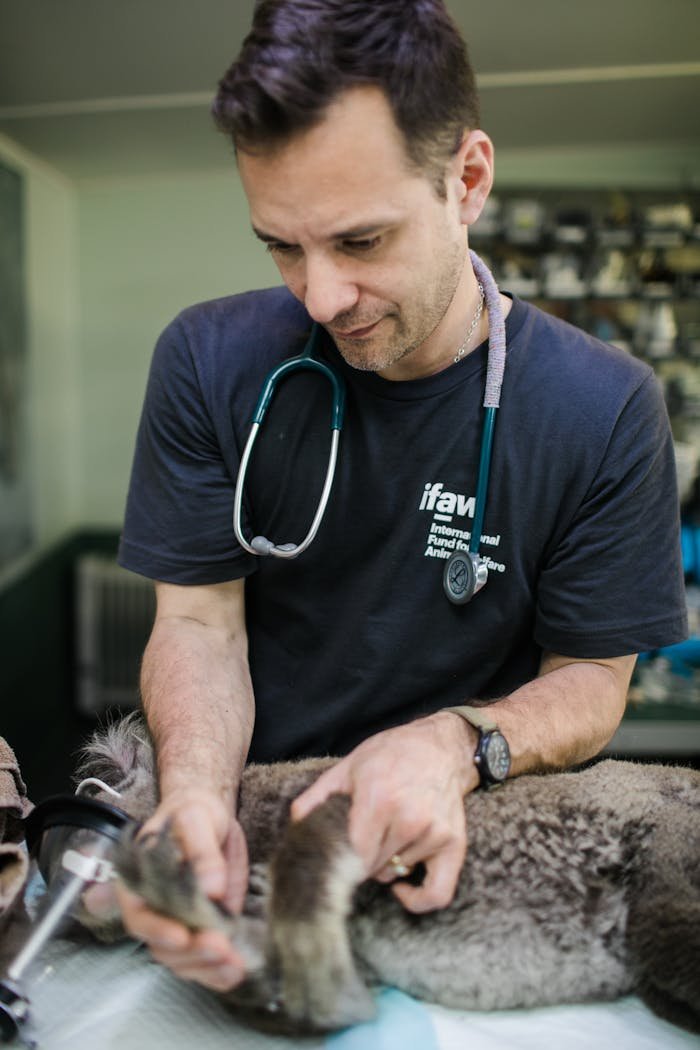 The Art of Drawing Readers In: Your attractive post title goes here A compassionate veterinarian treats a koala at a clinic in Australia, showcasing animal welfare efforts.